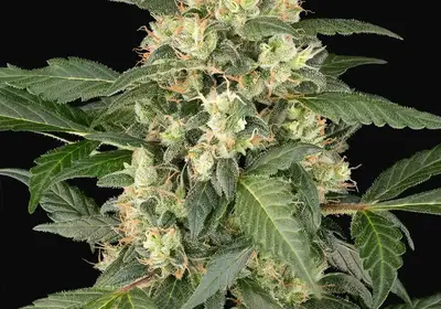 Copenhagen Sour Automatic