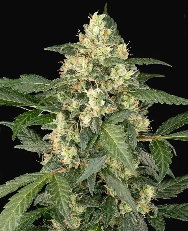 Copenhagen Sour Automatic
