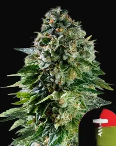 Corkscrew Auto