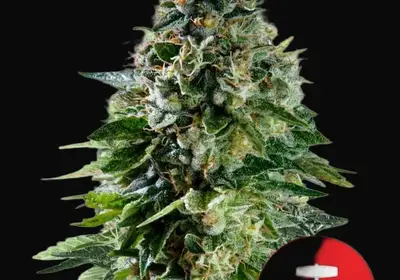 Corkscrew Auto