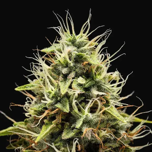 Corkscrew Auto — zdjęcie 8