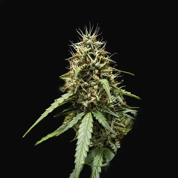 Corkscrew Auto — zdjęcie 6