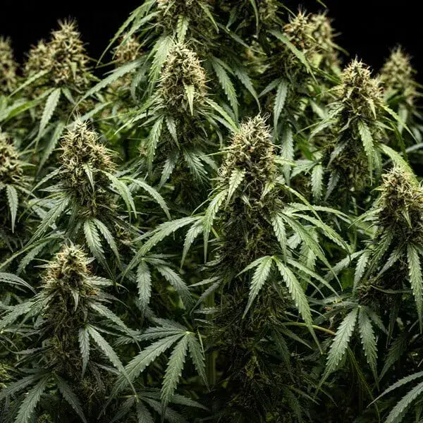 Corkscrew Auto — zdjęcie 9
