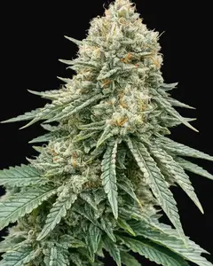Corleone Kush