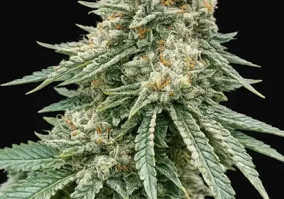 Corleone Kush