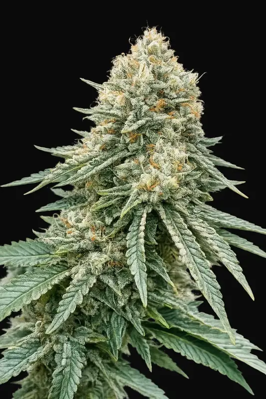 Corleone Kush