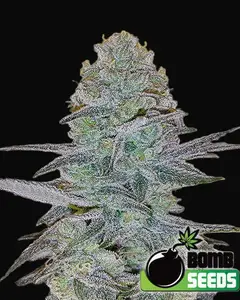 Cosmic Bomb Auto