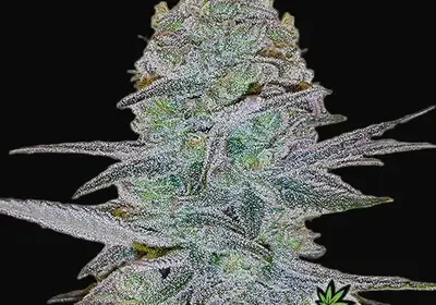 Cosmic Bomb Auto