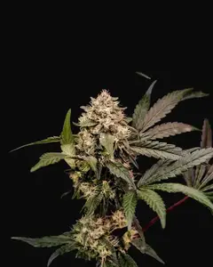 Cosmic Cheddar F1