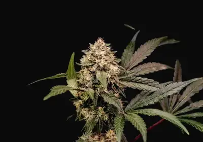 Cosmic Cheddar F1