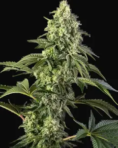 Cosmic Kiss Feminized