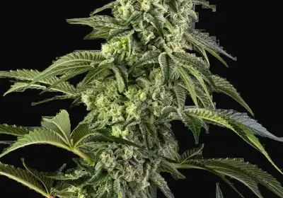 Cosmic Kiss Feminized