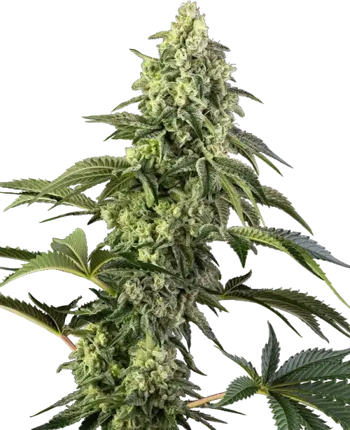 Cosmic Kiss Feminized