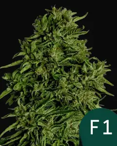 Cosmos F1