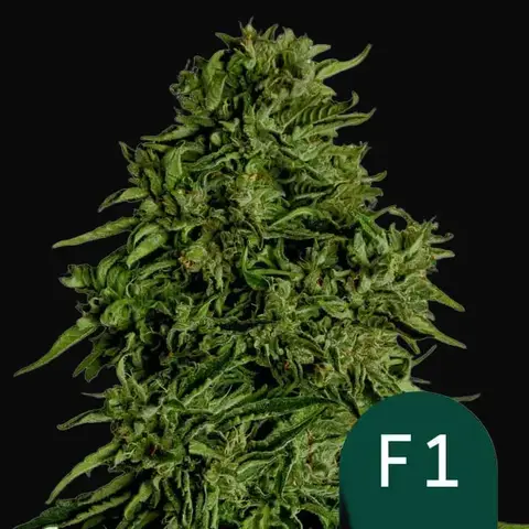 Cosmos F1