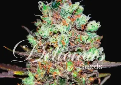 Cotton Candy