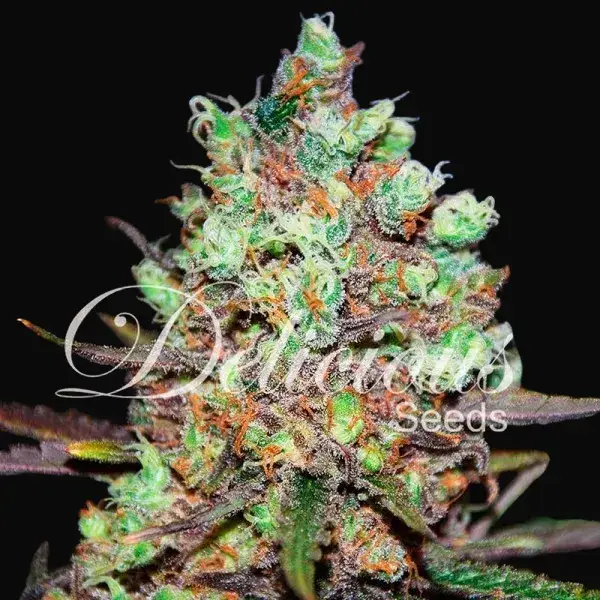 Cotton Candy