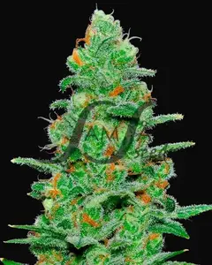 Crazy Miss Hyde Auto
