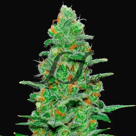 Crazy Miss Hyde Auto