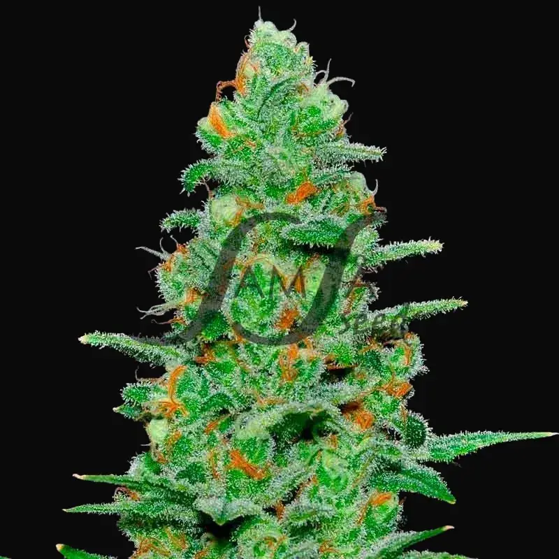 Crazy Miss Hyde Auto