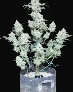 C.R.E.A.M Auto