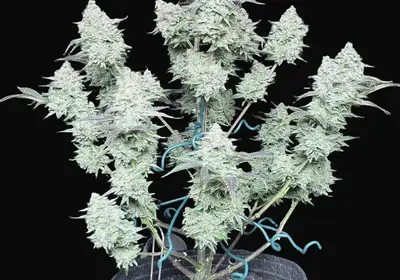 C.R.E.A.M Auto