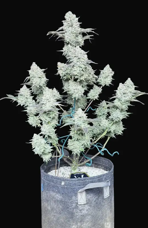C.R.E.A.M Auto