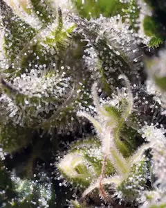 Cream Caramel Auto