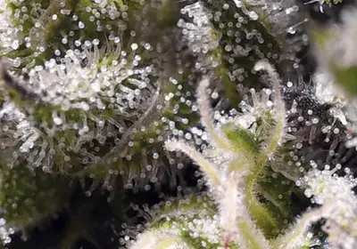 Cream Caramel Auto