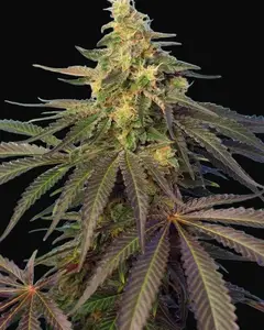 Cream Caramel CBD