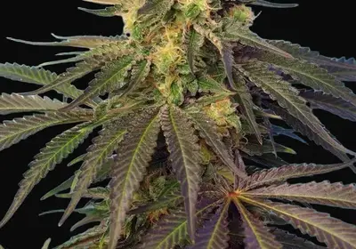 Cream Caramel CBD