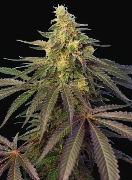 Cream Caramel CBD