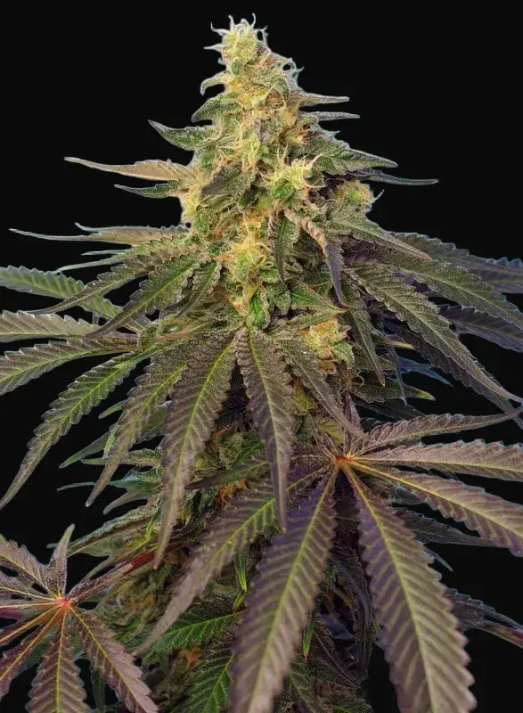 Cream Caramel CBD