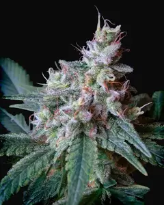 Cream Caramel