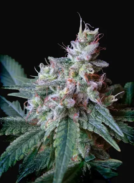 Cream Caramel
