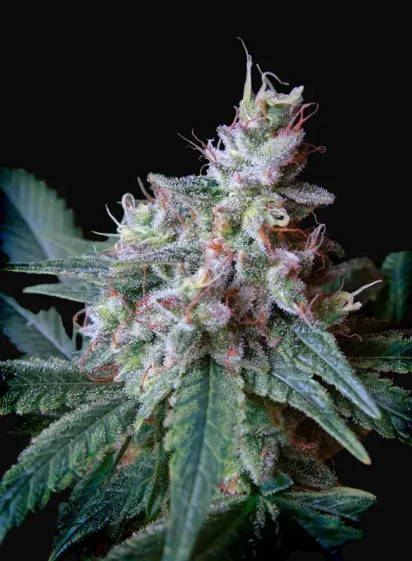 Cream Caramel