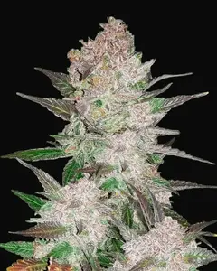 Cream Cookies Auto