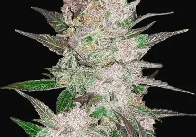 Cream Cookies Auto