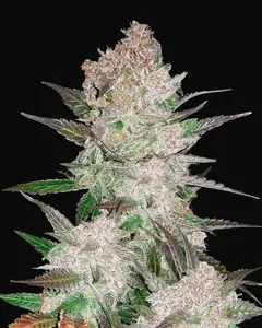Cream Cookies Auto