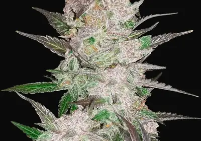 Cream Cookies Auto