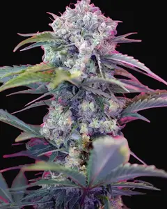 Cream Mandarine Auto