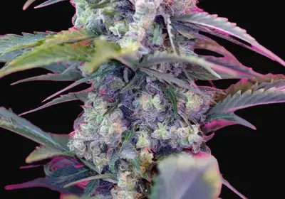 Cream Mandarine Auto