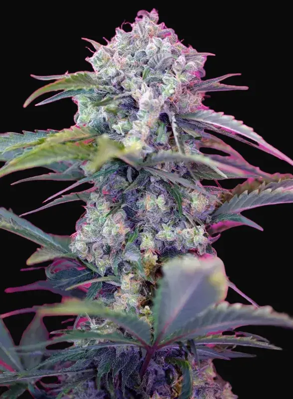 Cream Mandarine Auto