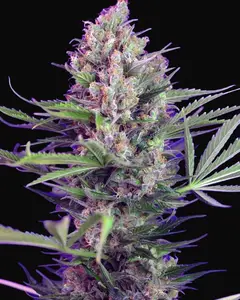 Cream Mandarine F1 Fast Version