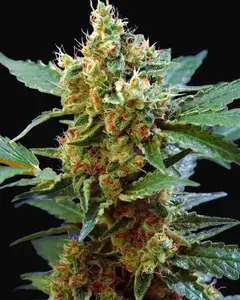Cream Mandarine XL Auto