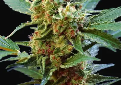 Cream Mandarine XL Auto
