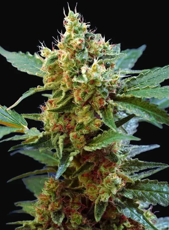 Cream Mandarine XL Auto