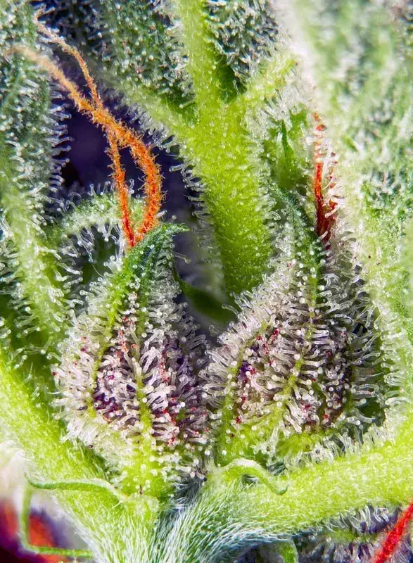 Cream Mandarine XL Auto — zdjęcie 4