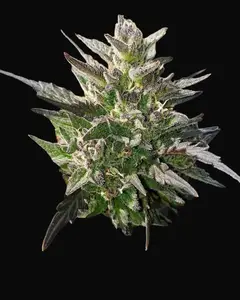 Crème Bubbly Auto