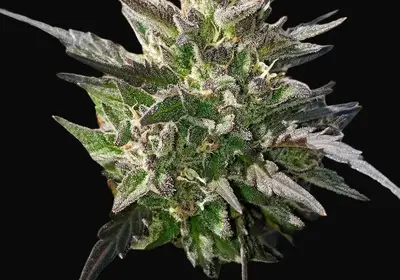 Crème Bubbly Auto